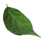 leaf